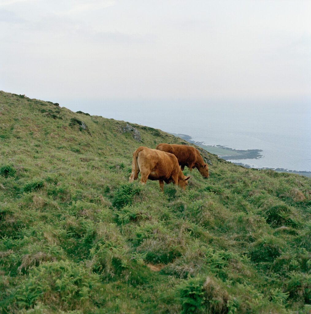 Bardsey_Landscape_16 001