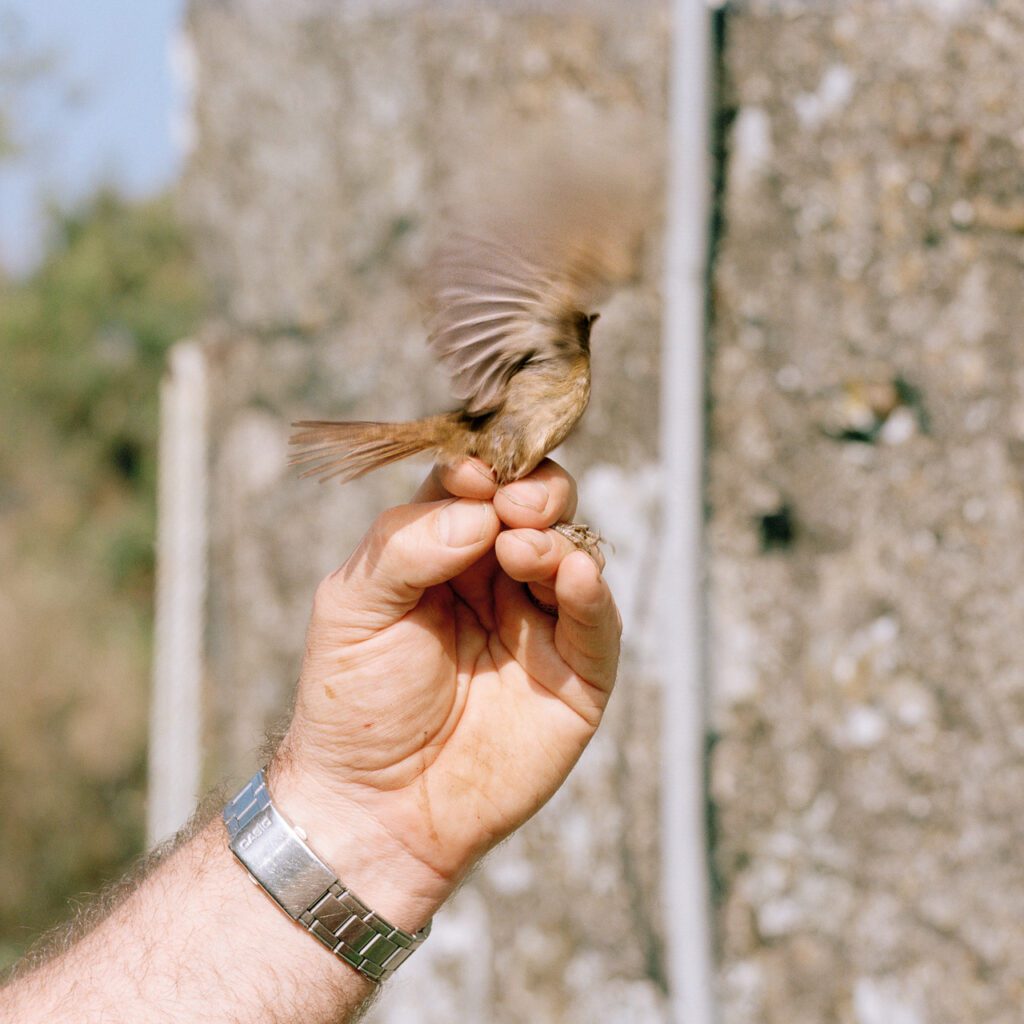 Bardsey_Bird_2 001